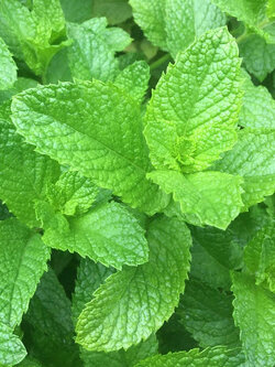 สเปียร์มิ้นท์ (Spearmint) / 200 เม็ด