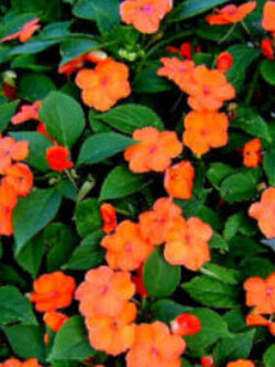 เทียนฝรั่ง (Busy Lizzie - Baby Series) สีส้ม / 230 เม็ด (UK)*