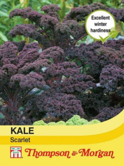 ผักเคล - สกาเล็ท (Kale Scarlet) ม่วง / ซอง 200 เม็ด (UK)*