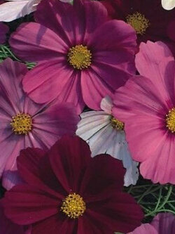 ดาวกระจาย หรือคอสมอส เซ็นเซชั่น (Cosmos - Sensation) / 100 เม็ด (UK)*