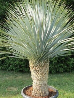 บีค ยุกคา (Beaked Yucca) / 7 เม็ด (UK)