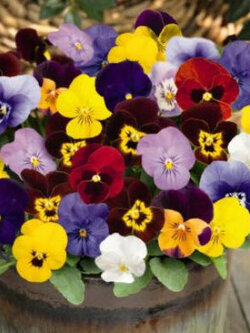 แพนซี - สก็อต ไฮบริดจ์ (Horned Pansy - Scotch Hybrids) ดอกใหญ่ คละ / 300 เม็ด (UK)