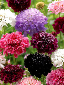 สวีท สกาบิโอซา (Sweet Scabiosa) ดอกซ้อน คละสี / 50 เม็ด (UK)*