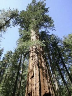 สนยักษ์ซีคัวญ่า หรือไจแอนท์ เรดวู๊ด (Giant Sequoia / Giant Redwood) / 20 เม็ด (UK)*
