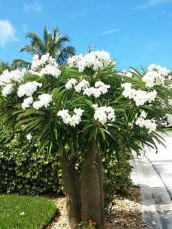 ปาล์มมาดากัสการ์ (Madagascar Palm) / 10 เม็ด (Portugal)*