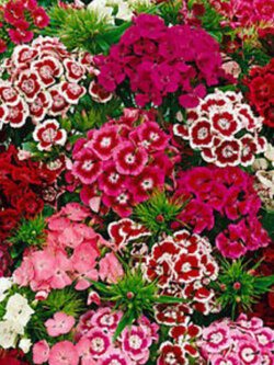 สวีท วิลเลี่ยม หรือผีเสื้อช่อ (Sweet William) ซ้อน คละ / 1,000 เม็ด (UK)*