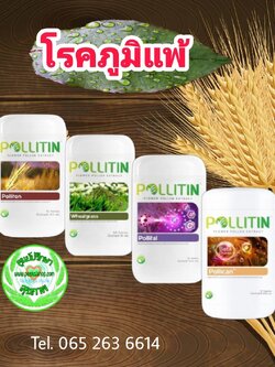 โรคภูมิแพ้ (พอลลิติน)