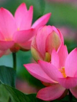 บัวหลวง สีชมพู / 10 เม็ด