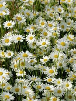 มาร์เกอเร็ต (Marguerite / Ox-eye Daisy) สีขาว / 5,000 เม็ด (France) *