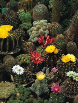 กระบองเพชร หรือแคคตัส คราวน์ (Cactus - Crown) คละ / 100 เม็ด (UK)