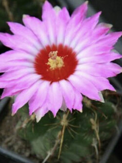 เทโลแคคตัส ไบคัลเลอร์ (Thelocactus bicolor) / 10 เม็ด (Russia)