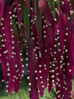 ริพซาลิส สายทับทิม (Red Rhipsalis) / 5 เม็ด (Israel)