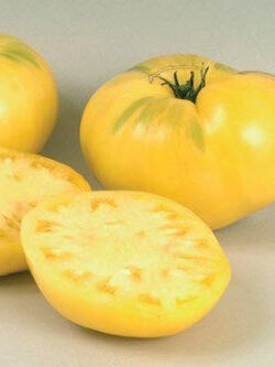 มะเขือเทศบีฟสเต็ก (Beefsteak tomato) สีเหลือง / 100 เม็ด (UK) *