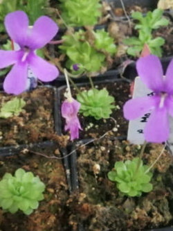 พิงกุย (Pinguicula Sethos) ดอกสีม่วง / 5 เม็ด (Spain) หายาก*