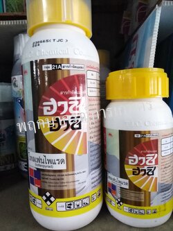 ฮาชิ ฮาชิ 250 ซีซี