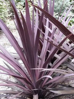 จันผาม่วงออสเตรเลีย (Cordyline Australis / Red Cabbage) / 10 เม็ด (UK)*