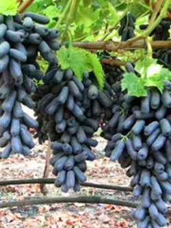 องุ่นนิ้วแม่มด (Witch Finger Grape) / 50 เม็ด*