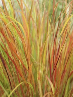 หญ้าหางนกยูง (Anemanthele lessoniana) / 25 เม็ด (Spain)