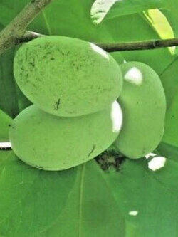 พอว์พอว์ (Common Pawpaw) / 5 เม็ด (USA)*