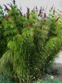 Horsetail Restio หรือ Elegia Capensis / 10 เม็ด (UK)