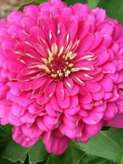บานชื่น (Zinnia) สีขาว / 50 เม็ด (UK)