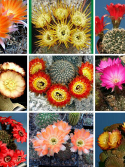 โลบิเวีย (Lobivia) คละ / 20 เม็ด (Italy)