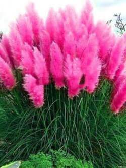 หญ้าภูเขา (Pampas grass) ชมพู / 400 เม็ด*