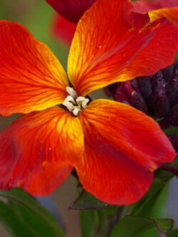 วอลฟลาวเวอร์ (Wallflower / Cheiranthus) แคระ สีส้ม-แดง / 100 เม็ด (France)