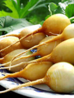 ไชเท้า สลาต้า (Radish - Zlata) สีเหลือง / 100 เม็ด (UK)