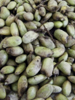 มอนสเตร่า ไจแอนท์ (Monstera Giant) / 50 เม็ด (USA)*