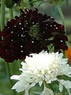 มอร์นนิ่ง ไบรด์ (Mourning bride) คละ / 40 เม็ด (Ukraine)