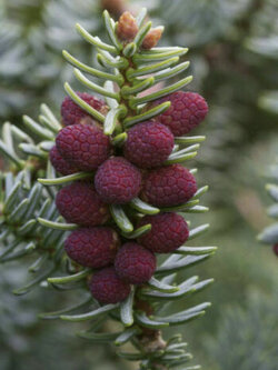 สนสเปน (Spanish Fir / Abies pinsapo) / 10 เม็ด (Portugal)