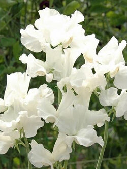 สวีทพี รอยัลไวท์ (Royal Sweet Pea White) / 35 เม็ด (UK)