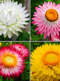 ดอกกระดาษ หรือสตรอ ฟลาวเวอร์ (Straw flower) พันธุ์ต้นสูง คละ / 1,400 เม็ด (UK)*