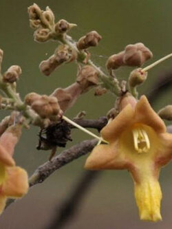 ซ้อ (Gamhar) / 5 เม็ด (UK)