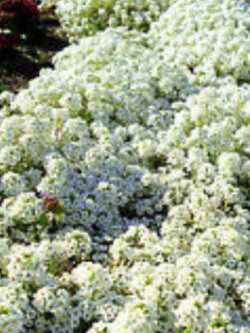 อลิสซั่ม (Alyssum Snow Prince) สีขาว / 1,600 เม็ด (UK)*