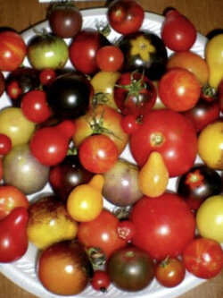 มะเขือเทศเชอรี่ (Cherry Tomato) คละสายพันธ์ุ 37 ชนิด / 100 เม็ด (USA)*