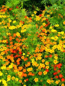 ดาวเรืองซิกเน็ท (Signet Marigold-Starfire) คละ / 300 เม็ด (UK)