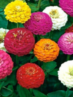 บานชื่น ลิลลี่พุท (Zinnia - Lilliput) คละ / 10 เม็ด (UK)