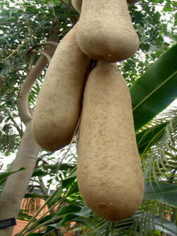 ไส้กรอก หรือหางแกละ (Sausage tree) / 10 เม็ด*