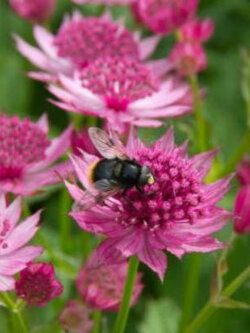 แอสแทรนเทีย เมเจอร์ ( Astrantia Major - Rose Symphony) / 10 เม็ด (UK)
