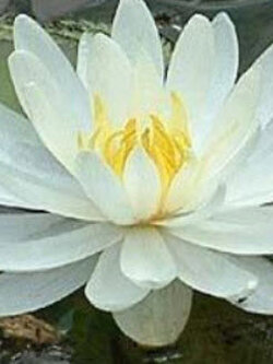 บัวสายขาว หรือบัวขาว / 200 เม็ด*