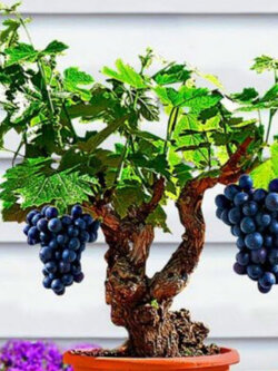 องุ่นอามูร์ (Amur grape) บอนไซ / 10 เม็ด (UK)*