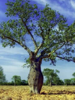 ไหมจุรี หรืองิ้วชมพู (Ceiba speciosa) / 10 เม็ด (France)