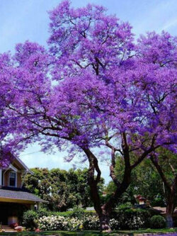 เพาโลเนีย (Paulownia Elongata) / 500 เม็ด (Portugal)*