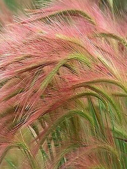 หญ้าหางกระรอก (Squirrel Tail Grass) / 50 เม็ด (UK)*