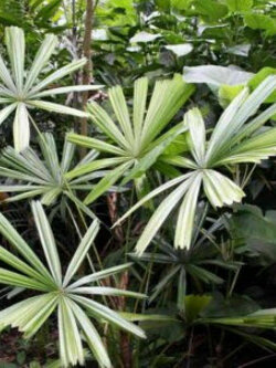 กะพ้อ (Mangrove Fan Palm) / 5 เม็ด (Hungary)