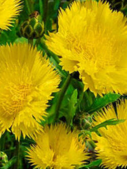 สวีท สุลต่าน (Sweet Sultan / Centaurea Imperialis) สีเหลือง / 100 เม็ด (UK)