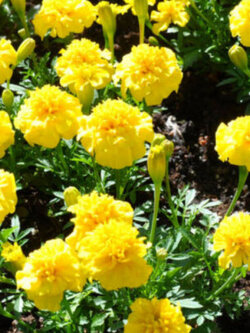 ดาวเรืองฝรั่งเศส (French Marigold-Petite Yellow) / 60 เม็ด (UK)*