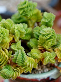 คราสซูล่า (Crassula Columnaris) คละ / 25 เม็ด (UK)